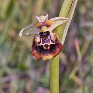 Schnabel-Ragwurz var. celiensis (Ophrys oxyrrhynchos var. celiensis), (c) Werner Gertsch