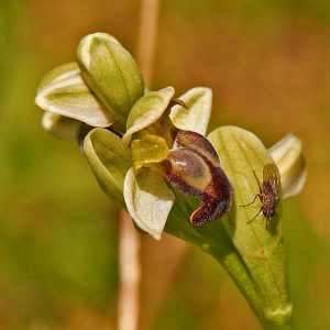 Bleiche Ragwurz (Ophrys pallida), (c) Stefan Munzinger, (c) Stefan Munzinger/NABU-naturgucker.de