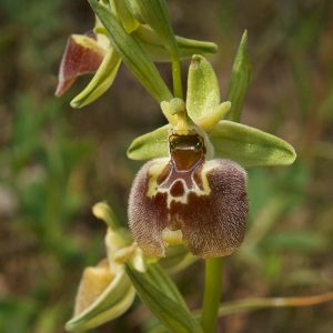 Hummel-Ragwurz subsp. parvimaculata (Ophrys fuciflora subsp. parvimaculata), (c) Stefan Munzinger/NABU-naturgucker.de