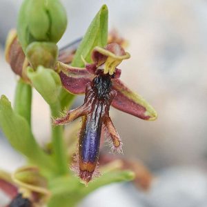 König Ferdinands Ragwurz (Ophrys regis-ferdinandii), (c) Stefan Munzinger/NABU-naturgucker.de