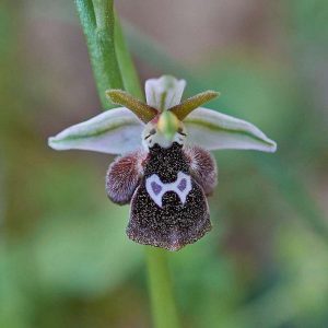 Reinholds Ragwurz (Ophrys reinholdii), (c) Stefan Munzinger/NABU-naturgucker.de