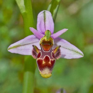 Schnepfen-Ragwurz var. picta (Ophrys scolopax var. picta), (c) Stefan Munzinger, (c) Stefan Munzinger/NABU-naturgucker.de