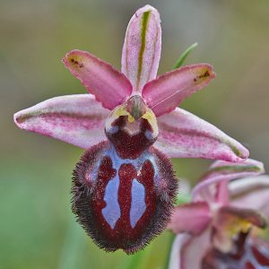 Siponto-Ragwurz (Ophrys sipontensis), (c) Stefan Munzinger/NABU-naturgucker.de