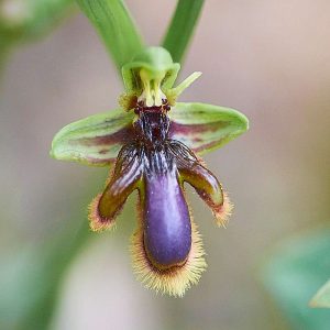 Spiegel-Ragwurz var. lusitanica (Ophrys speculum var. lusitanica), (c) Stefan Munzinger, (c) Stefan Munzinger/NABU-naturgucker.de