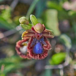 Östliche Spiegel-Ragwurz (Ophrys speculum var. orientalis), (c) Stefan Munzinger/NABU-naturgucker.de