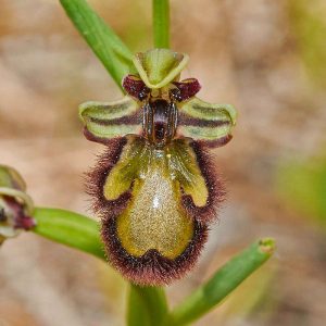 Spiegel-Ragwurz var. speculum (Ophrys speculum var. speculum), hypochrome Form, (c) Stefan Munzinger