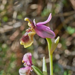 Wespen-Ragwurz (Ophrys tenthredinifera), (c) Stefan Munzinger