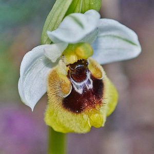 Wespen-Ragwurz (Ophrys tenthredinifera), (c) Stefan Munzinger