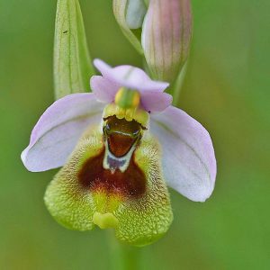 Wespen-Ragwurz var. ficalhoana (Ophrys tenthredinifera var. ficalhoana), (c) Stefan Munzinger, (c) Stefan Munzinger/NABU-naturgucker.de