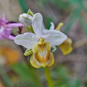 Wespen-Ragwurz (Ophrys tenthredinifera f. flavescens), gelb blühende Form, (c) Stefan Munzinger/NABU-naturgucker.de