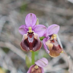 Wespen-Ragwurz var. leochroma (Ophrys tenthredinifera var. leochroma), (c) Stefan Munzinger/NABU-naturgucker.de