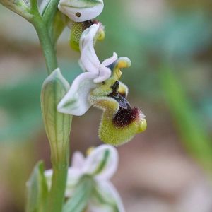 Wespen-Ragwurz var. neglecta (Ophrys tenthredinifera var. neglecta), (c) Stefan Munzinger