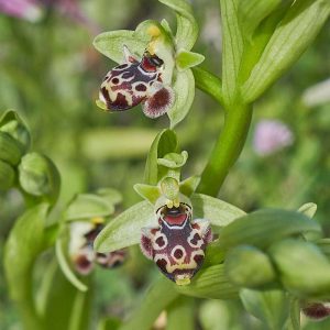 Nabel-Ragwurz var. rhodia (Ophrys umbilicata var. rhodia), (c) Stefan Munzinger/NABU-naturgucker.de