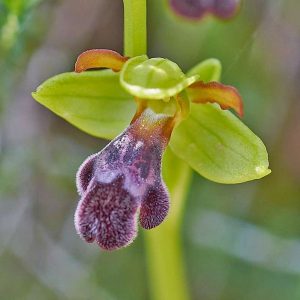 Algarve-Ragwurz (Ophrys vasconica subsp. algarvensis), (c) Stefan Munzinger, (c) Stefan Munzinger/NABU-naturgucker.de