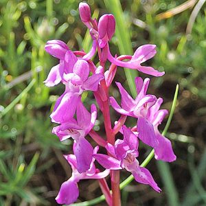 Spanisches Manns-Knabenkraut (Orchis mascula subsp. laxifloraeformis), (c) Dieter Schneider