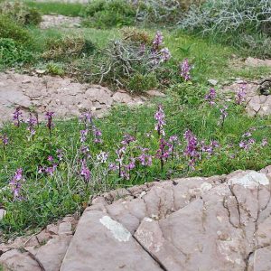 Anatolisches Knabenkraut (Orchis anatolica), (c) Stefan Munzinger/NABU-naturgucker.de