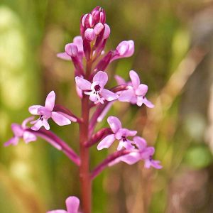 Brancifortis Knabenkraut (Orchis quadripunctata subsp. brancifortii), (c) Stefan Munzinger, (c) Stefan Munzinger/NABU-naturgucker.de