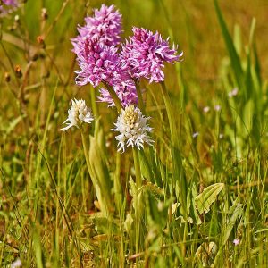 Italien-Knabenkraut (Orchis italica), alba, (c) Stefan Munzinger, (c) Stefan Munzinger/NABU-naturgucker.de