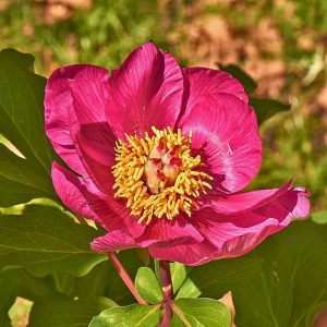 Korallen-Pfingstrose subsp. rusii (Paeonia mascula subsp. russii), (c) Stefan Munzinger, (c) Stefan Munzinger/NABU-naturgucker.de