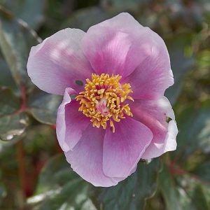 Korallen-Pfingstrose subsp. rusii (Paeonia mascula subsp. russii), (c) Stefan Munzinger