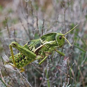 Sardische Elefantenschrecke (Pamphagus sardeus), (c) Stefan Munzinger