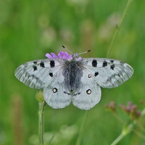 Roter Apollo (Parnassius apollo), (c) Dieter Schneider