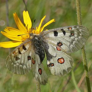 Hochalpen-Apollofalter (Parnassius sacerdos), (c) Dieter Schneider