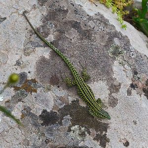 Tyrrhenische Mauereidechse (Podarcis tiliguerta), (c) Stefan Munzinger