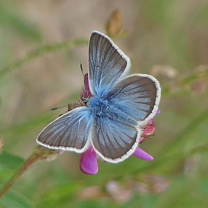 Großer Esparsetten-Bläuling (Polyommatus damon), (c) Dieter Schneider