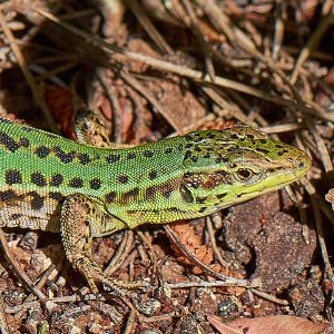 Ruineneidechse (Podarcis siculus), (c) Stefan Munzinger/NABU-naturgucker.de