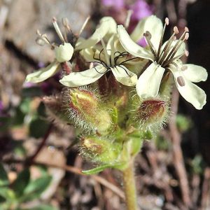 Gelbes Seifenkraut (Saponaria lutea), (c) Dieter Schneider