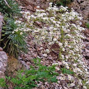 Pyrenäen-Steinbrech (Saxifraga longifolia), (c) Dieter Schneider