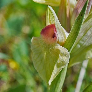 Herzförmiger Zungenstendel (Serapias cordigera f. albiflora), weißblühende Form, (c) Stefan Munzinger