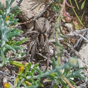 Tarantel (Lycosa spec.), (c) Stefan Munzinger/NABU-naturgucker.de