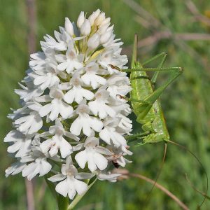 Großes Heupferd (Tettigonia viridissima) auf Pyramiden-Hundswurz (Anacamptis pyramidalis f. albiflora), weiße Form, (c) Werner Gertsch