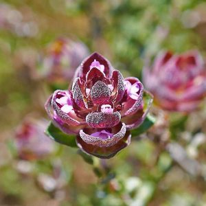 Kampferthymian (Thymus camphoratus), (c) Stefan Munzinger, (c) Stefan Munzinger/NABU-naturgucker.de