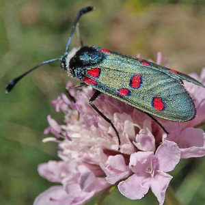 Lavendel-Widderchen (Zygaena lavandulae), (c) Dieter Schneider