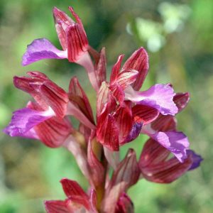 Schmetterlings-Knabenkraut (Anacamptis papilionacea), (c) Stefan Munzinger