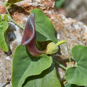 Südspanische Osterluzei (Aristolochia baetica), (c) Stefan Munzinger, (c) Stefan Munzinger/NABU-naturgucker.de