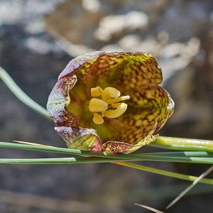 Portugiesische Schachblume (Fritillaria lusitanica), (c) Stefan Munzinger