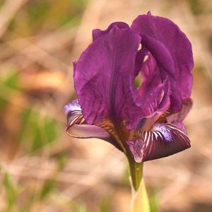 Sizilische Zwergiris (Iris pseudopumila), (c) Stefan Munzinger, (c) Stefan Munzinger/NABU-naturgucker.de