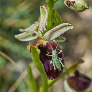 Bertolonii-ähnliche Ragwurz (Ophrys bertoloniiformis) mit Heuschreckenlarve, (c) Stefan Munzinger/NABU-naturgucker.de