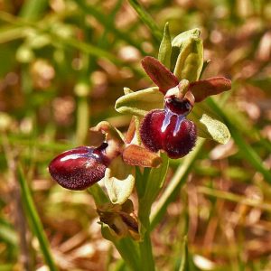 Gargano-Ragwurz (Ophrys passionis subsp. garganica), (c) Stefan Munzinger, (c) Stefan Munzinger/NABU-naturgucker.de