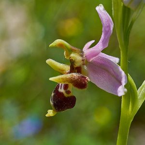 Ophrys oestrifera var. montis-garganis, (c) Stefan Munzinger/NABU-naturgucker.de