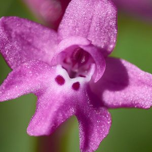 Vierpunkt-Knabenkraut (Orchis quadripunctata), (c) Stefan Munzinger/NABU-naturgucker.de