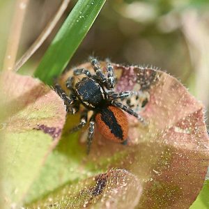 Goldaugenspringspinne (Philaeus chrysops), (c) Stefan Munzinger/NABU-naturgucker.de