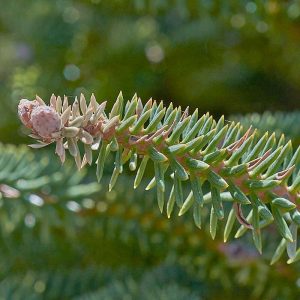 Spanische Tanne (Abies pinsapo), (c) Stefan Munzinger