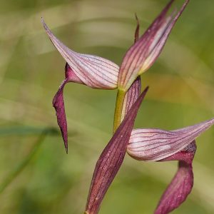 Einschwieliger Zungenstendel (Serapias lingua), (c) Stefan Munzinger/NABU-naturgucker.de