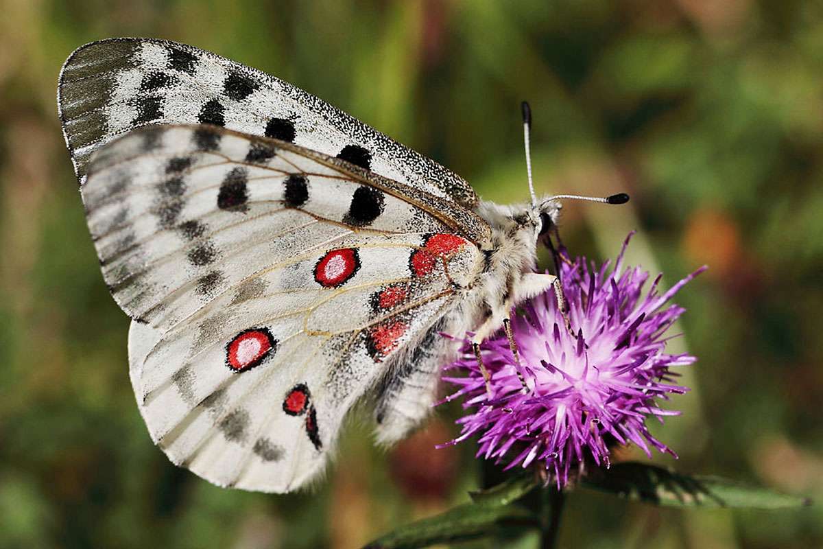 Roter Apollo (Parnassius apollo)