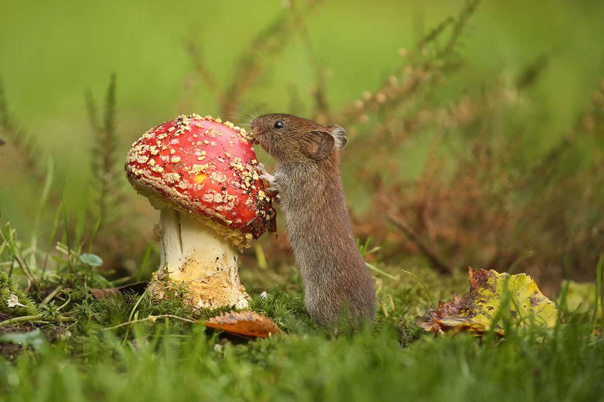 Fliegenpilz (Amanita muscaria) mit Rötelmaus (Myodes glareolus)